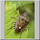 Dolycoris baccarum - Beerenwanze 05.jpg